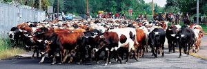 cattle being herded